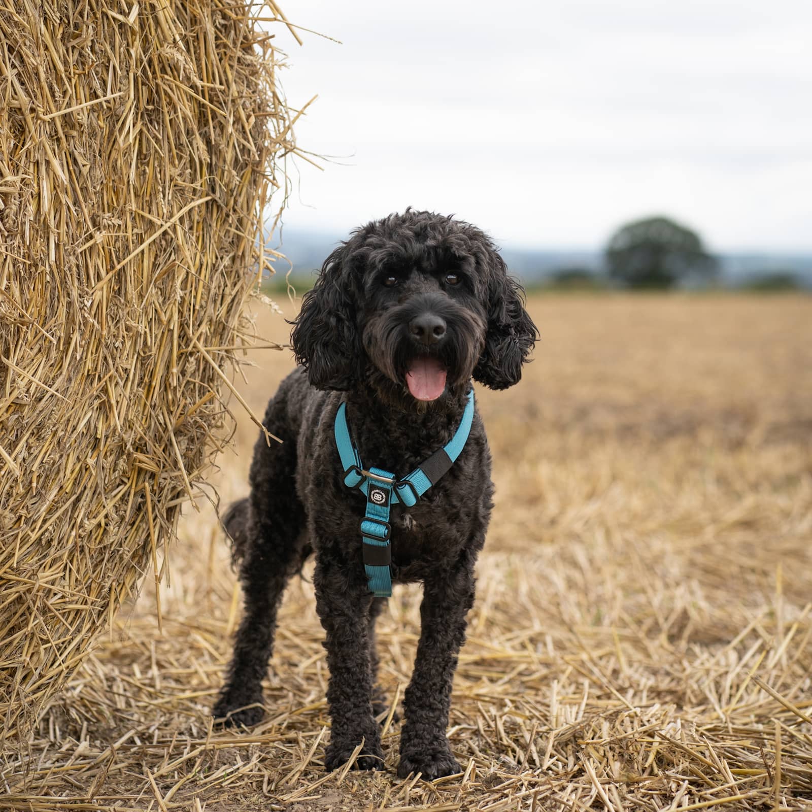 Thumbnail 12